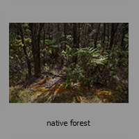 native forest